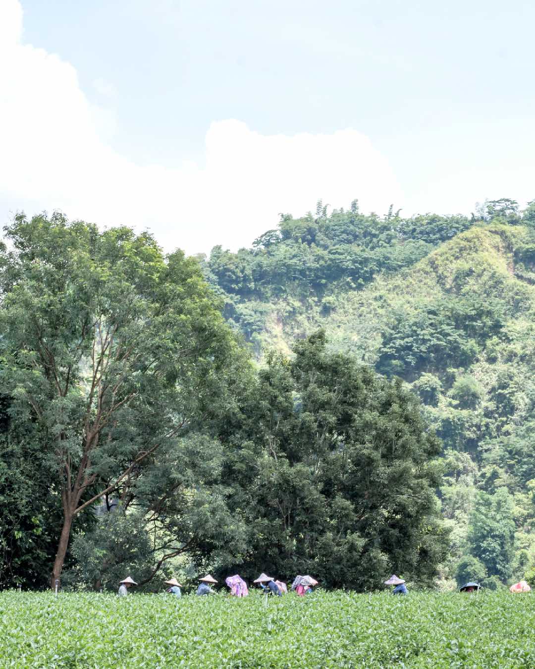 Tea Garden Direct Sale
